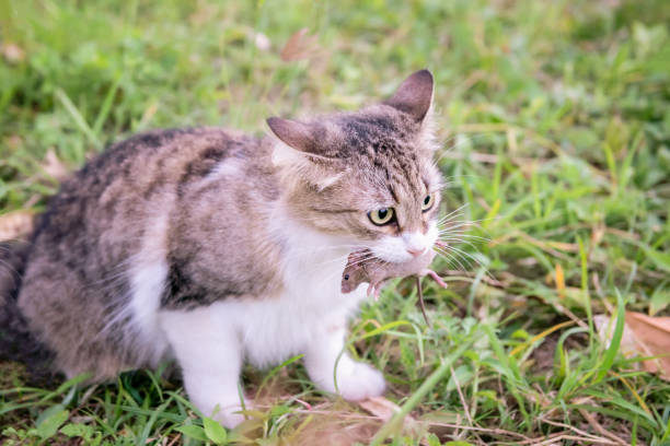 istock Domestic house cat holding small mouse in mouth 1201450159