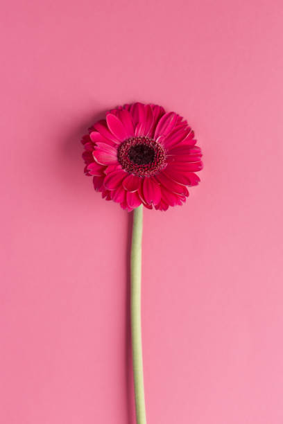 istock Beautiful pink gerbera flower on a bright pink background. 1201453061