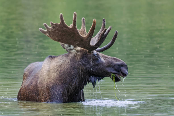 Shiras Moose in Colorado. Shiras are the smallest species of Moose in North America Wild Moose Living in the Forests of the Colorado Rocky Mountains bull pine stock pictures, royalty-free photos & images