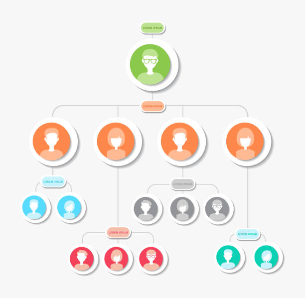 illustrations, cliparts, dessins animés et icônes de infographie graphique d'organisation d'affaires, illustration de vecteur - flow chart ideas organization chart chart