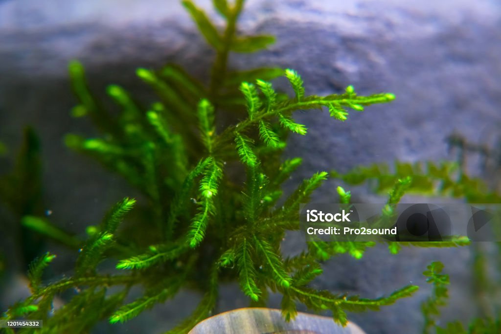 A Sprig Of Christmas Moss In An Aquarium Vesicularia Montagnei Stock Photo  - Download Image Now - iStock