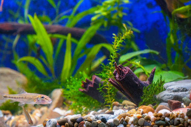 Green plants, snags and minnows in home decorative aquarium Green plants, snags and minnows in a home decorative aquarium. Soft focus gobio gobio stock pictures, royalty-free photos & images