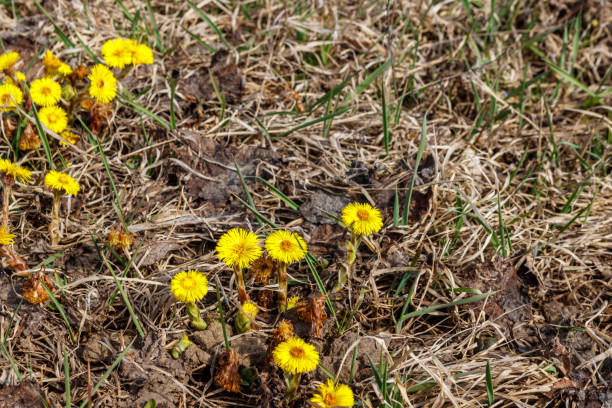 istock Coltsfoot flower (Tussilago farfara) on meadow 1201454771