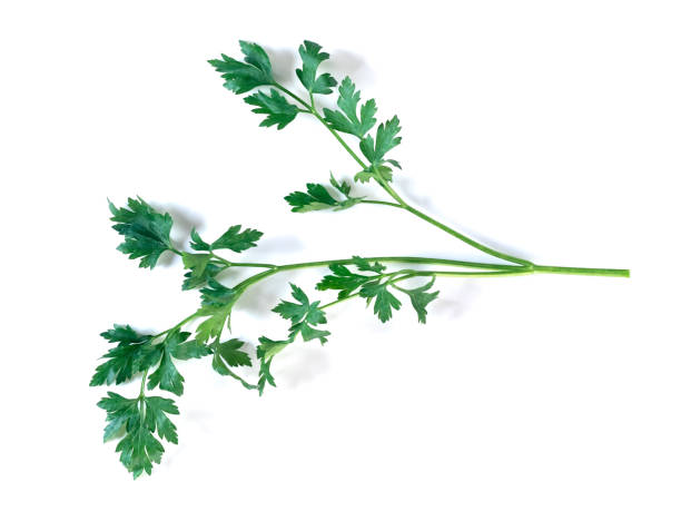 istock Fresh parsley isolated on a white background, vegetable. 1201455287