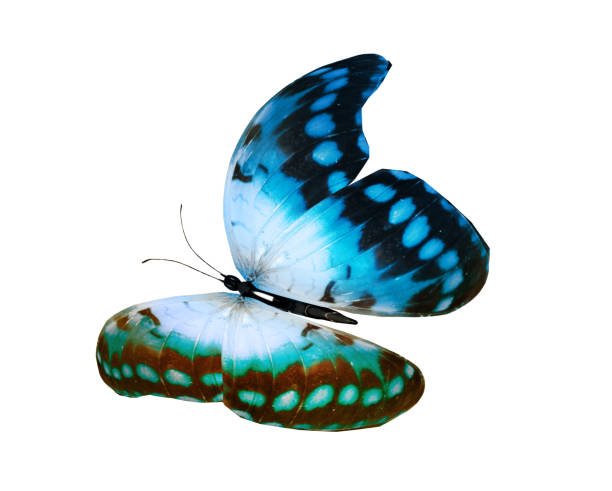 istock Color butterfly , isolated on white background 1201456025