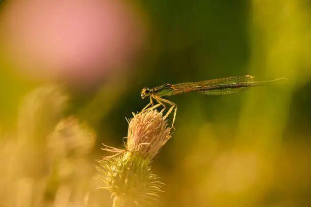 Close up photo of a dragonfly