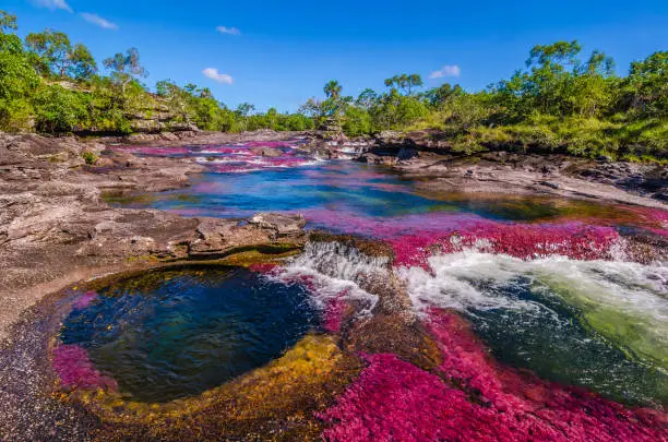 Titled as Colombia's unique biological wonder, Caño Cristales goes by many identities such as “river of five colors,” “the river that ran away from paradise,” and “the most beautiful river in the world.” Only during the short span between the wet and dry seasons, when the water level is just right, a unique species of plant that lines the river floor called "Macarenia clavigera" turns into a brilliant red During the wet season, the water flows too fast and deep, denying the Macarenia clavigera the sun that it needs to turn red. For a few weeks from September to November, the river transforms into a flowing rainbow. Caño Cristales, is part of National Park Serrania de la Macarena and accessible from the nearby town of La Macarena.