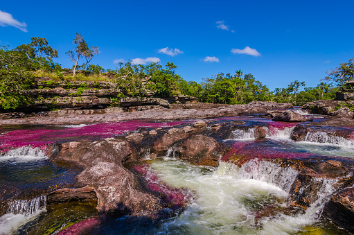 Titled as Colombia's unique biological wonder, Caño Cristales goes by many identities such as “river of five colors,” “the river that ran away from paradise,” and “the most beautiful river in the world.” Only during the short span between the wet and dry seasons, when the water level is just right, a unique species of plant that lines the river floor called 