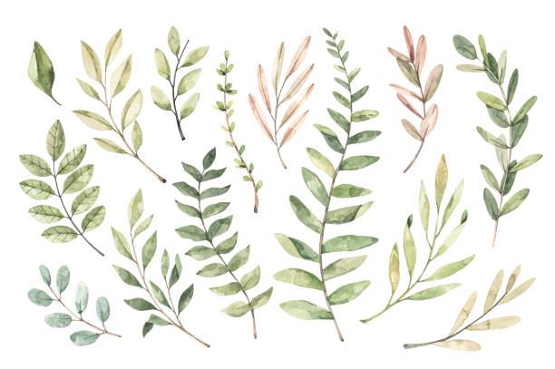 istock Hand drawn watercolor illustration. Botanical clipart with branches and leaves. Greenery. Floral Design elements. Perfect for wedding invitations, cards, prints, posters, packing 1201458027