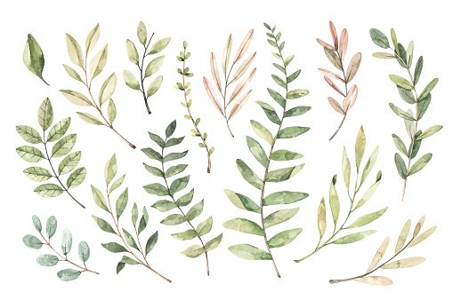 Hand Drawn Watercolor Illustration Botanical Clipart With Branches And ...