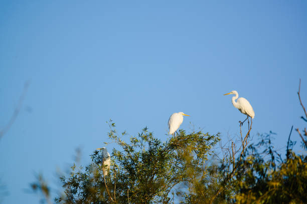 Great egret (Ardea alba) on tree Great egret (Ardea alba) on tree naples beach stock pictures, royalty-free photos & images