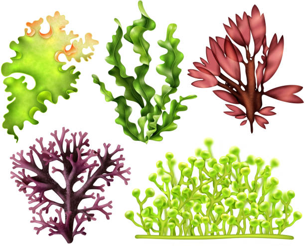 illustrations, cliparts, dessins animés et icônes de nourriture réaliste d'algues - algues vertes