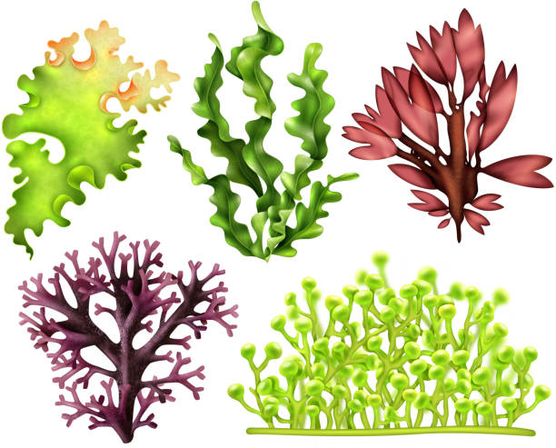 illustrations, cliparts, dessins animés et icônes de nourriture réaliste d'algues - algae