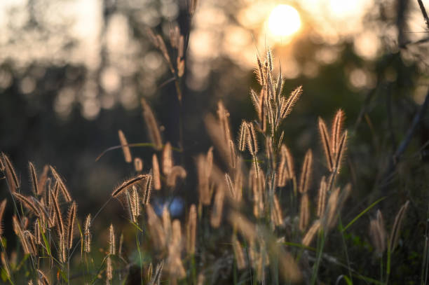 istock Sunlight shining through the wild grass at the beautiful autumn field. 1201458384