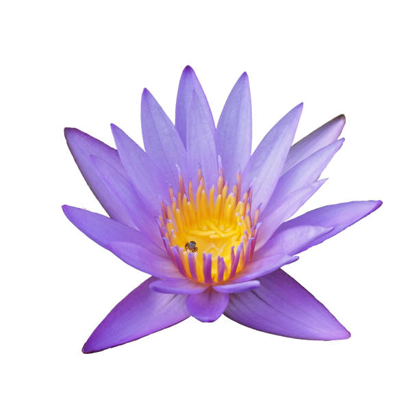 istock water lily flower isolated on white background with clipping path 1201458457