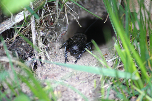Black cricket in his burrow in forest and grass.