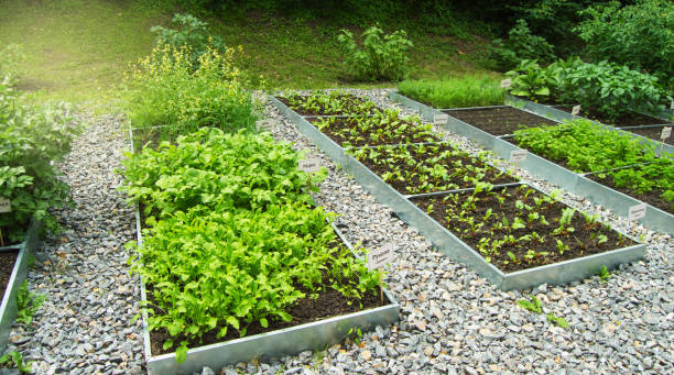 Example of growing herbs on a vegetable bed of arugula, dill, chard, on the name plates in Russian. Open ground, sunlight, summer day. Apothecary garden stock photo