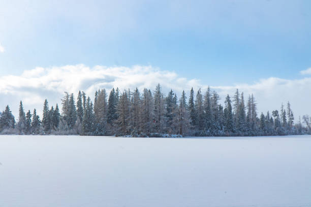 istock winter time white ground snow cover and soft focus pine trees horizon background scenic view 1201461955