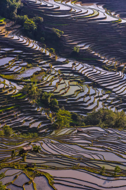 istock China (Yunnan) - Yuanyang - Unesco World Heritage Site 1201462130