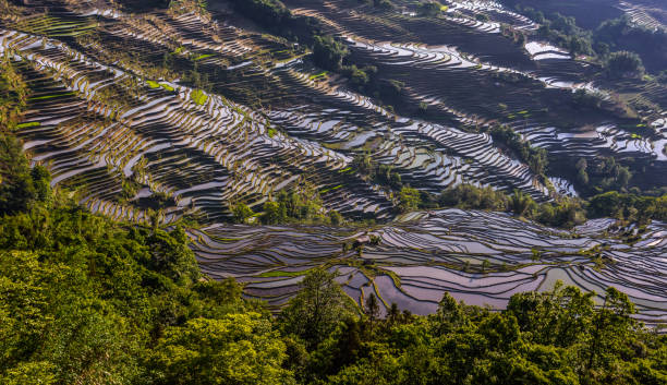 istock China (Yunnan) - Yuanyang - Unesco World Heritage Site 1201462143