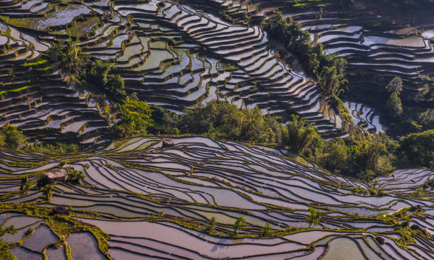 中国(雲南) - 元陽 - ユネスコの世界遺産 - rice paddy china traditional culture yunnan province ストックフォトと画像