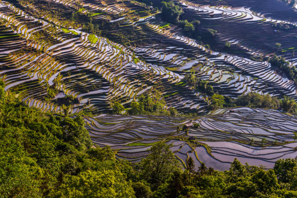 istock China (Yunnan) - Yuanyang - Unesco World Heritage Site 1201463185