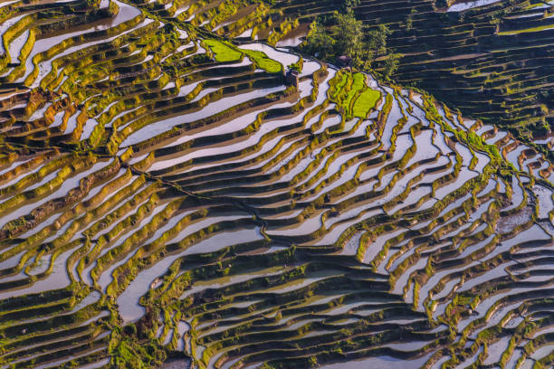 China (Yunnan) - Yuanyang - Unesco World Heritage Site