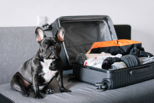 istock Portrait Of Dog On Sofa 1201463657