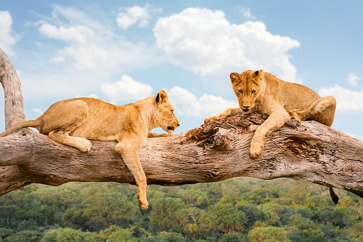 Close up of two young male lions resting on tree trunk. Idyllic african wilderness background with green thorn trees and blue sky.