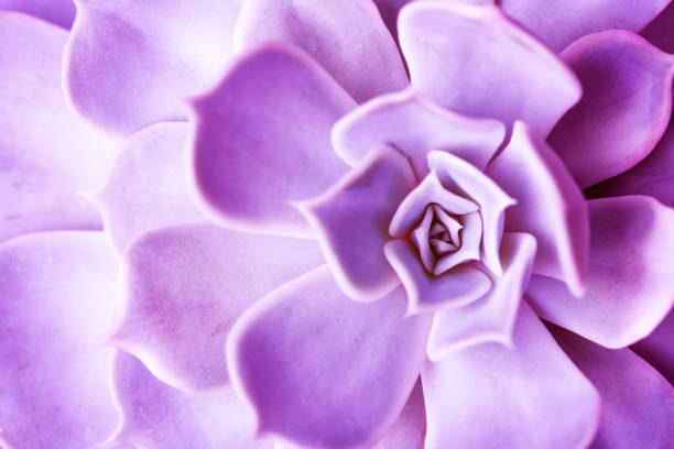 istock Macro succulent colored in clasic blue color of 2020. 1201464631