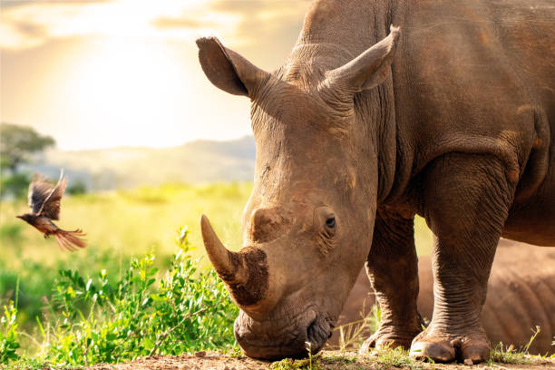 istock African rhino in savannah at sunset. 1201465311