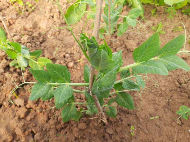 istock White Pea Flowers.Vegetable flower in garden. 1201465537