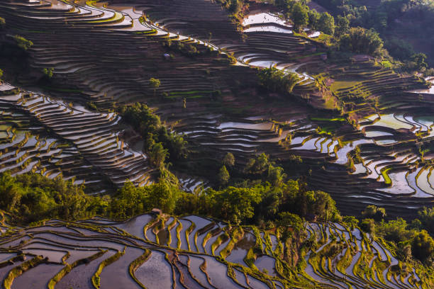 istock China (Yunnan) - Yuanyang - Unesco World Heritage Site 1201465733