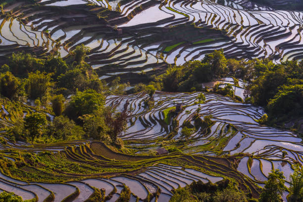 istock China (Yunnan) - Yuanyang - Unesco World Heritage Site 1201465906