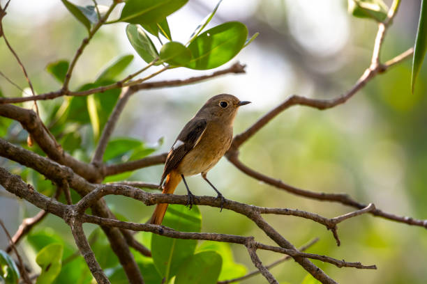 daurian redstart (oficjalna nazwa: phoenicurus auroreus), kobieta - phoenicurus zdjęcia i obrazy z banku zdjęć