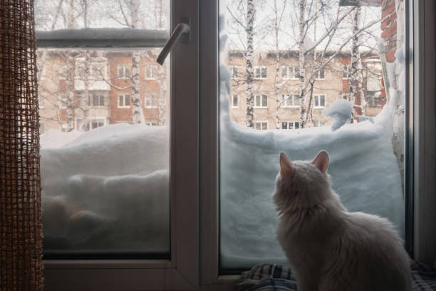 istock White cat sitting on the windowsill during heavy snow. The window is closed by snow 1201466979