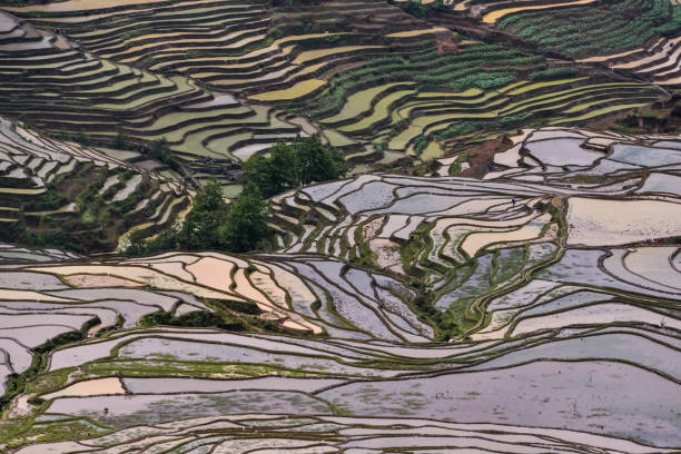 istock China (Yunnan) - Yuanyang - Unesco World Heritage Site 1201467034