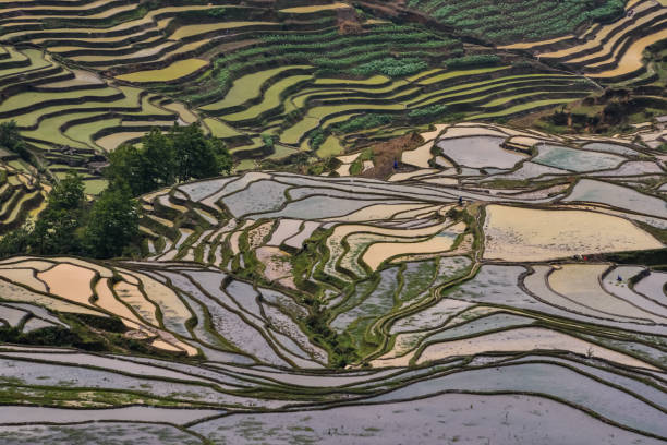 istock China (Yunnan) - Yuanyang - Unesco World Heritage Site 1201467047