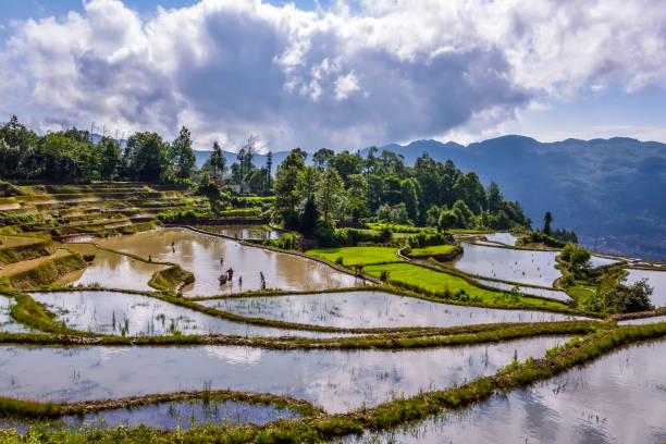 中国(雲南) - 元陽 - ユネスコの世界遺産 - rice paddy china traditional culture yunnan province ストックフォトと画像