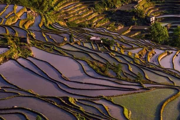 istock China (Yunnan) - Yuanyang - Unesco World Heritage Site 1201467315