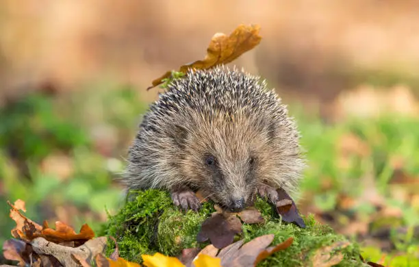 Hedgehog (Scientific name: Erinaceus europaeus) wild, native,  European hedgehog in natural woodland habitat, with  green moss and Autumn leaves. Blurred background.   Facing forwards.  Horizontal.  Space for copy