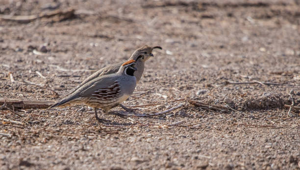 istock quail in desert landscape 1201469586