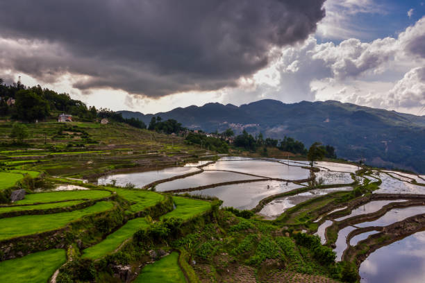 中国(雲南) - 元陽 - ユネスコの世界遺産 - rice paddy china traditional culture yunnan province ストックフォトと画像