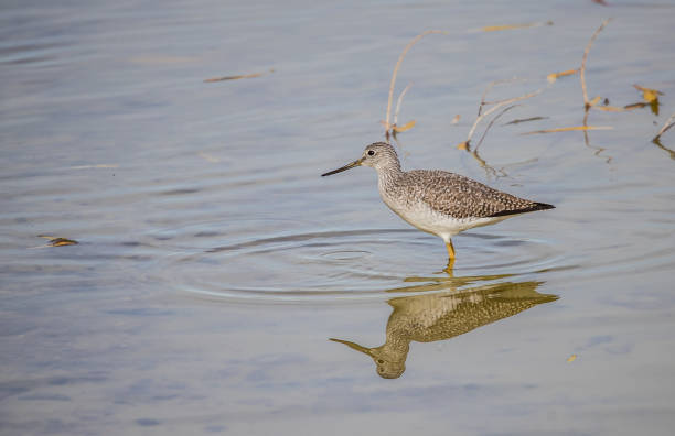 istock lesser yellowlegs in pond 1201472148