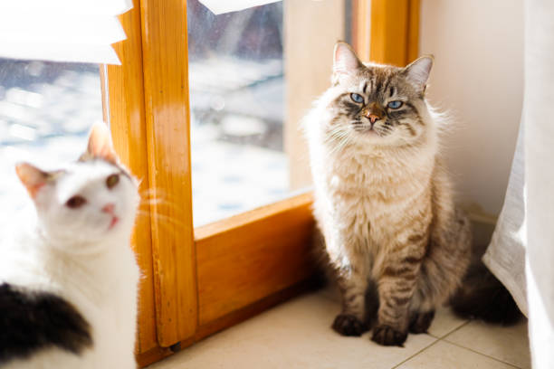 istock beautiful cat with blue eyes sitting at a sunny window 1201473589