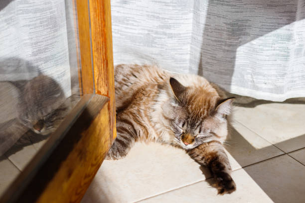 istock beautiful cat with blue eyes sitting at a sunny window 1201473875