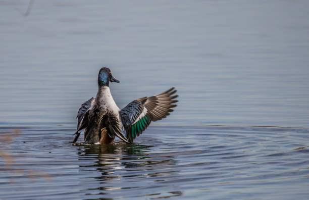 istock drake Northern shoveler duck in pond 1201474533