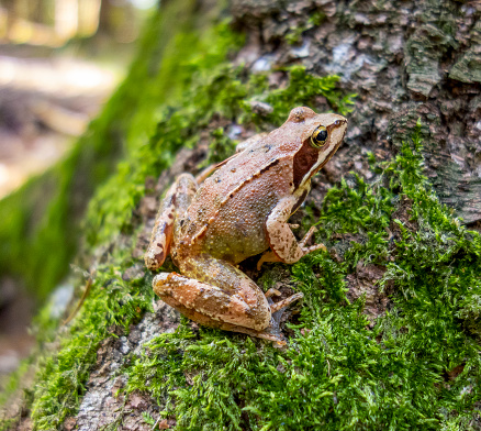 European grass frog on a mossy tree trunk