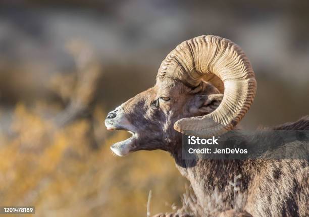 Desert Bighorn Sheep Stock Photo - Download Image Now - Anger, Ram - Animal,  Animal - iStock