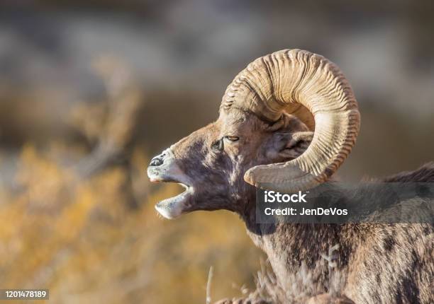 Desert Bighorn Sheep Stock Photo - Download Image Now - Anger, Ram - Animal, Animal - iStock Desert Bighorn Sheep Stock Photo - Download Image Now - Anger, Ram - Animal, Animal - iStock